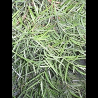 Podocarpus - Podocarpus macrophyllus (fam  Podocarpacees) (Est de la Chine, Japon) (01)